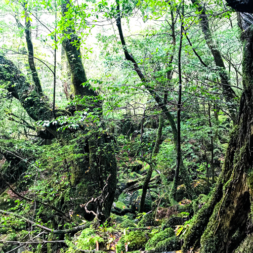屋久島の白谷雲水峡、苔むす森