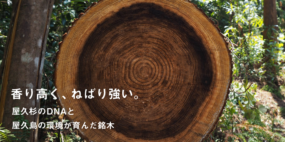 屋久島地杉の丸太 香り高く、ねばり強い。屋久杉のDNAと屋久島の環境が育んだ銘木