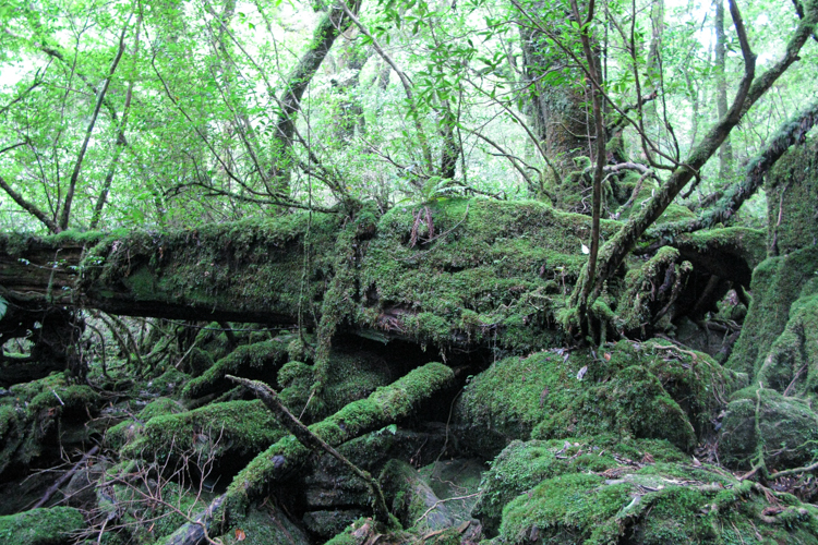 屋久島の白谷雲水峡、苔むす森に横たわる屋久杉の倒木